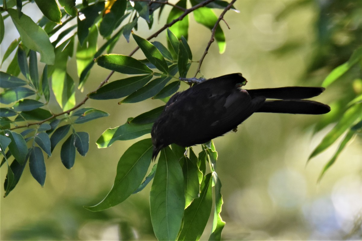 Variable Oriole - Victor Leber