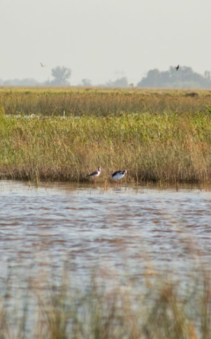 Black-necked Stilt - ML418265961