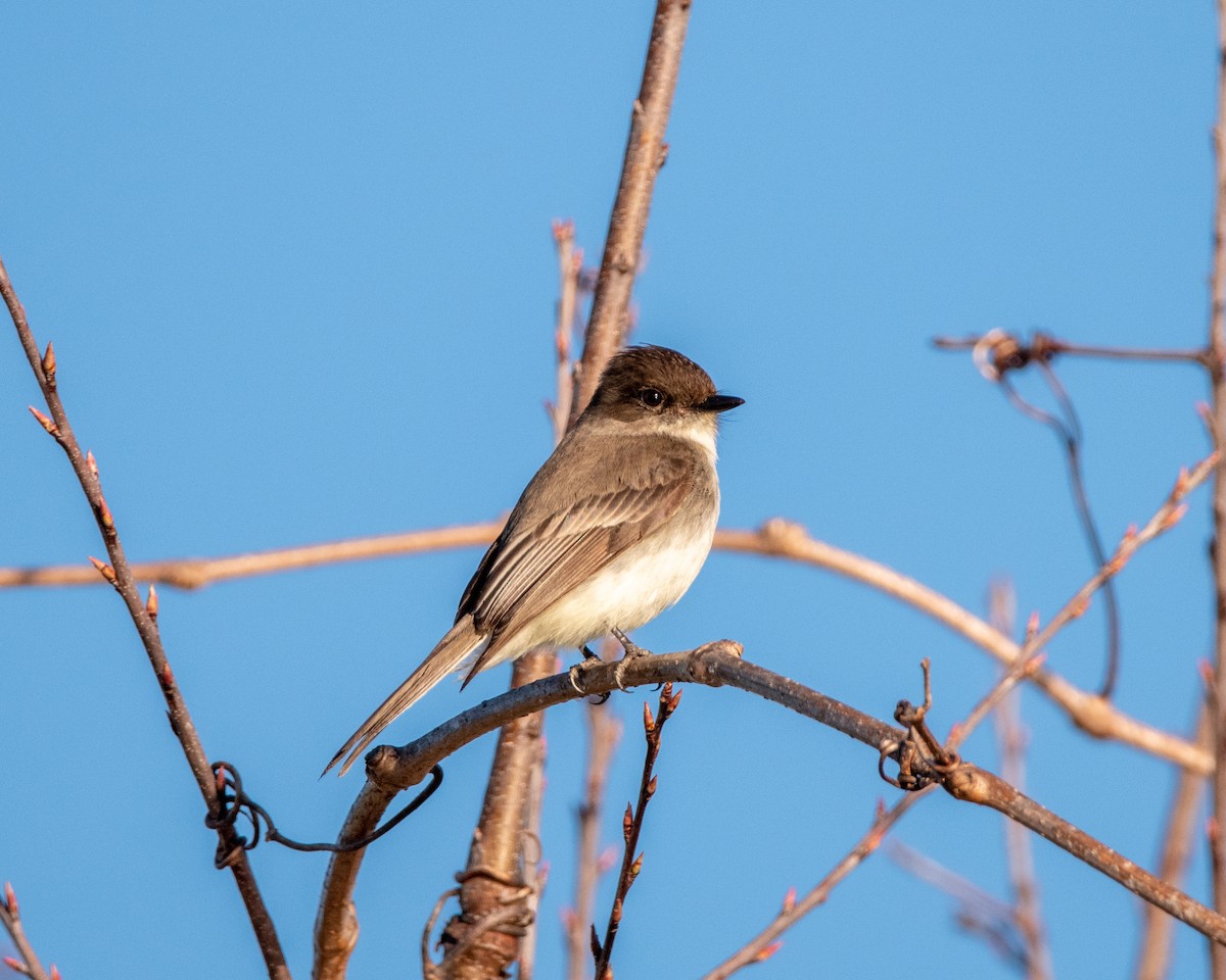 Eastern Phoebe - ML418266971