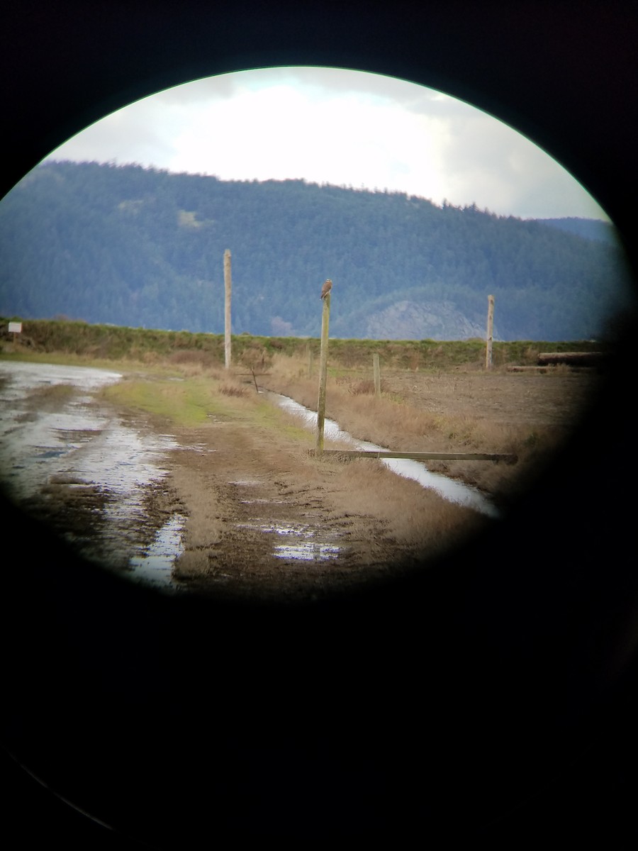 Prairie Falcon - Steve Anacortes