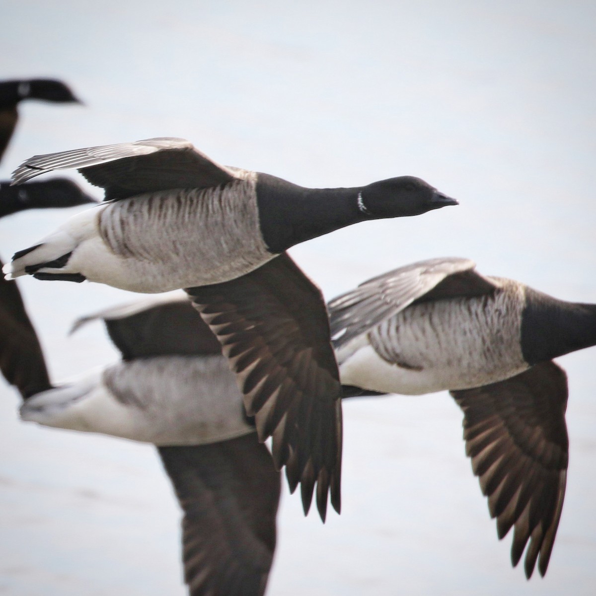 Brant (Atlantic) - ML418268091