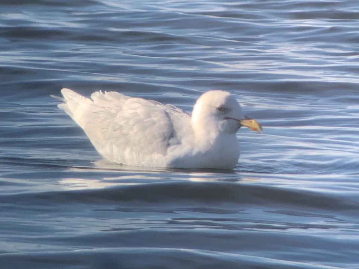 Glaucous Gull - ML418268541