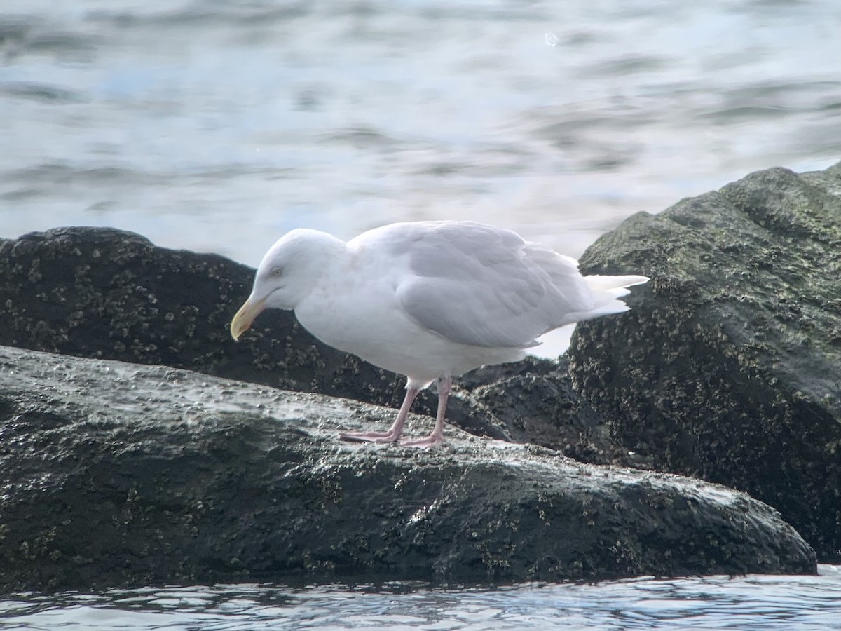 Glaucous Gull - ML418268561