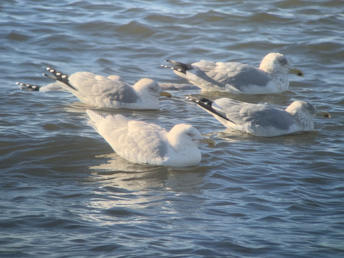 Glaucous Gull - ML418268681