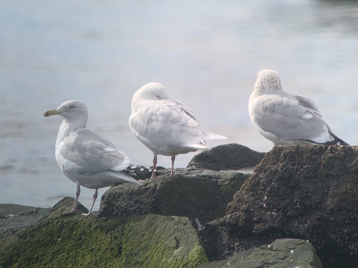 Glaucous Gull - ML418269361