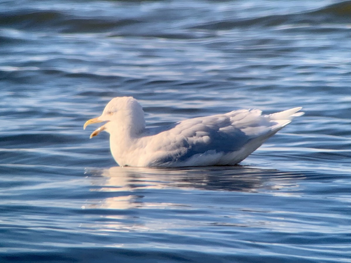 Glaucous Gull - ML418269411