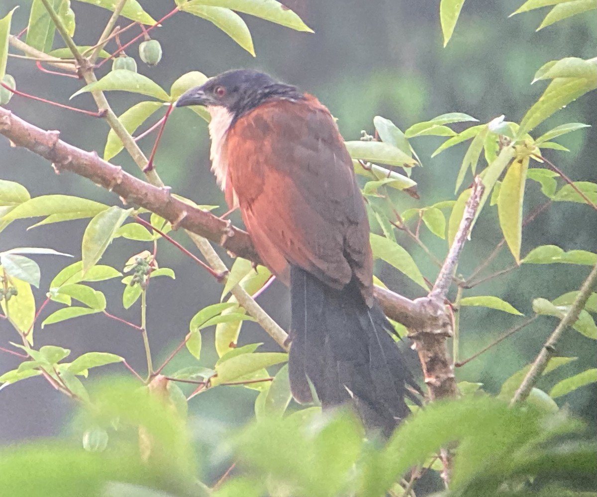 Blue-headed Coucal - ML418270301