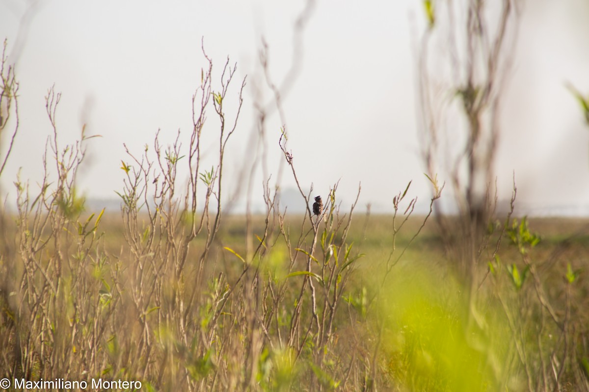 Rufous-collared Sparrow - Mateo Montero Mondino