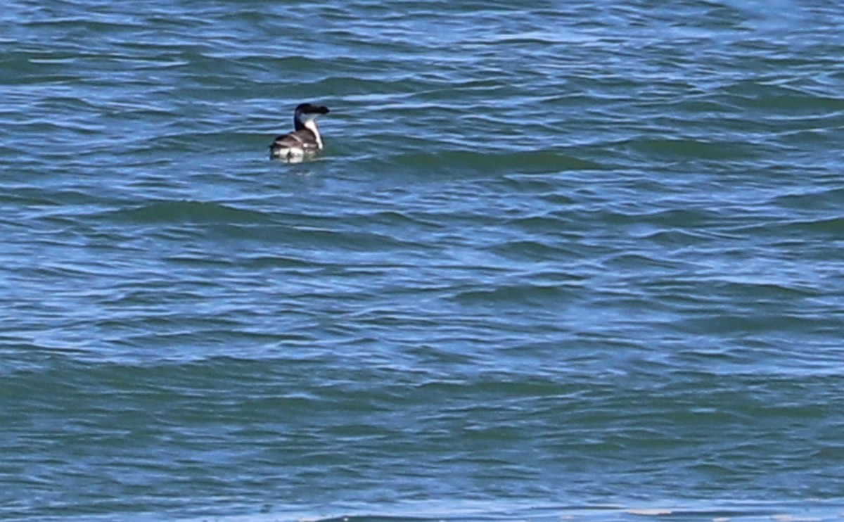 Razorbill - Rob Bielawski