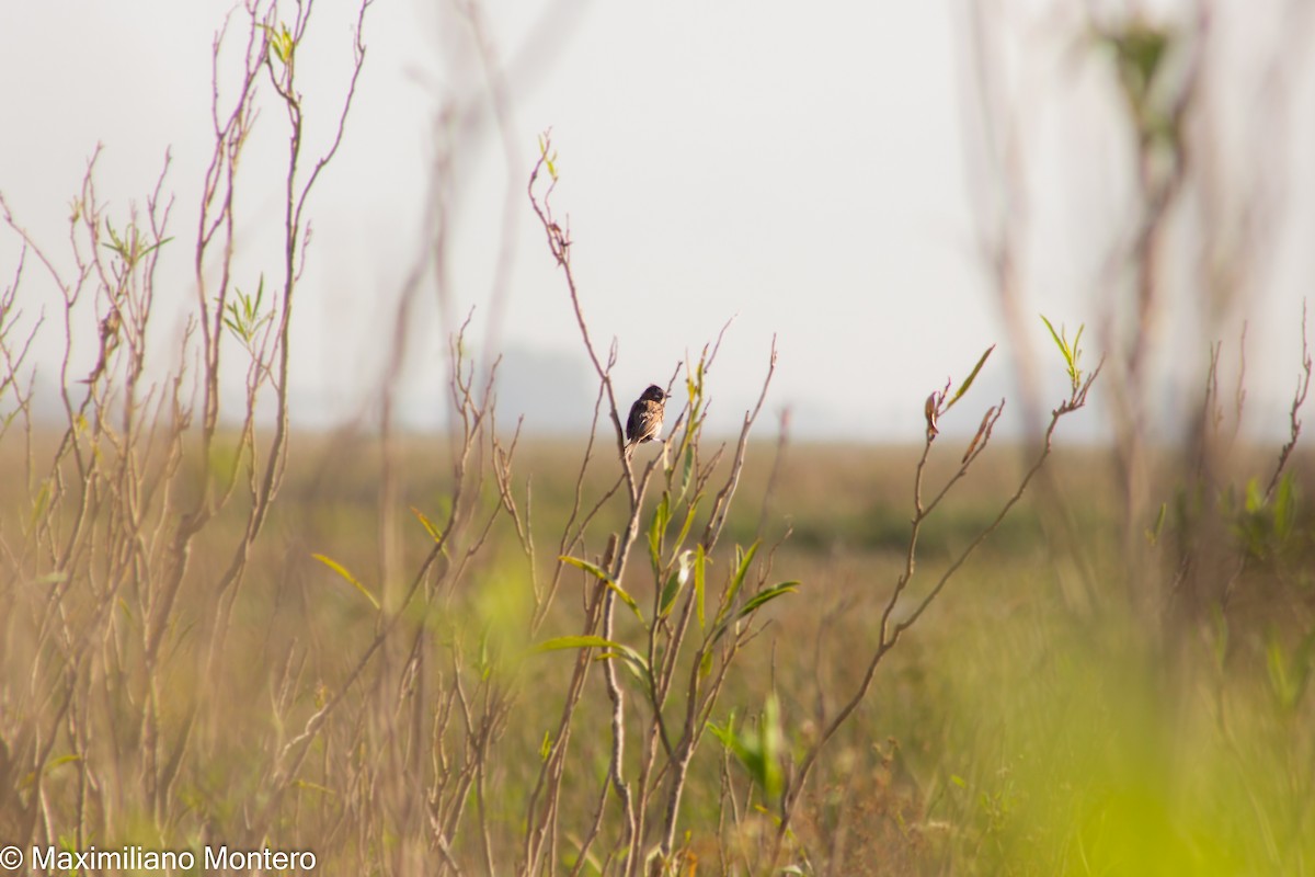 Rufous-collared Sparrow - Mateo Montero Mondino