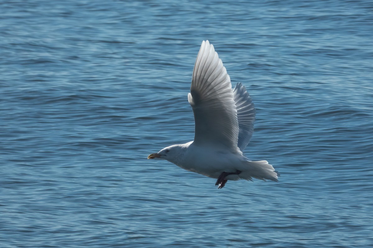 Glaucous Gull - ML418270791