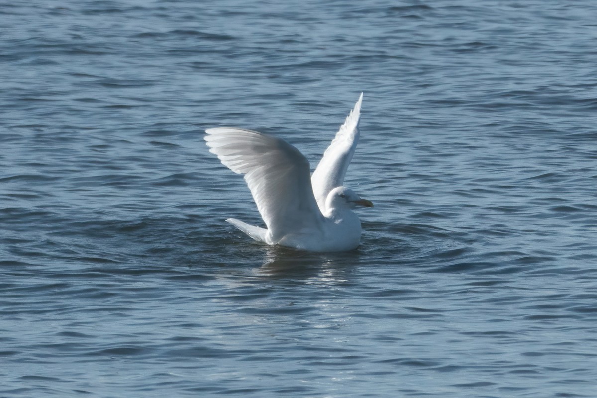 Glaucous Gull - ML418270881