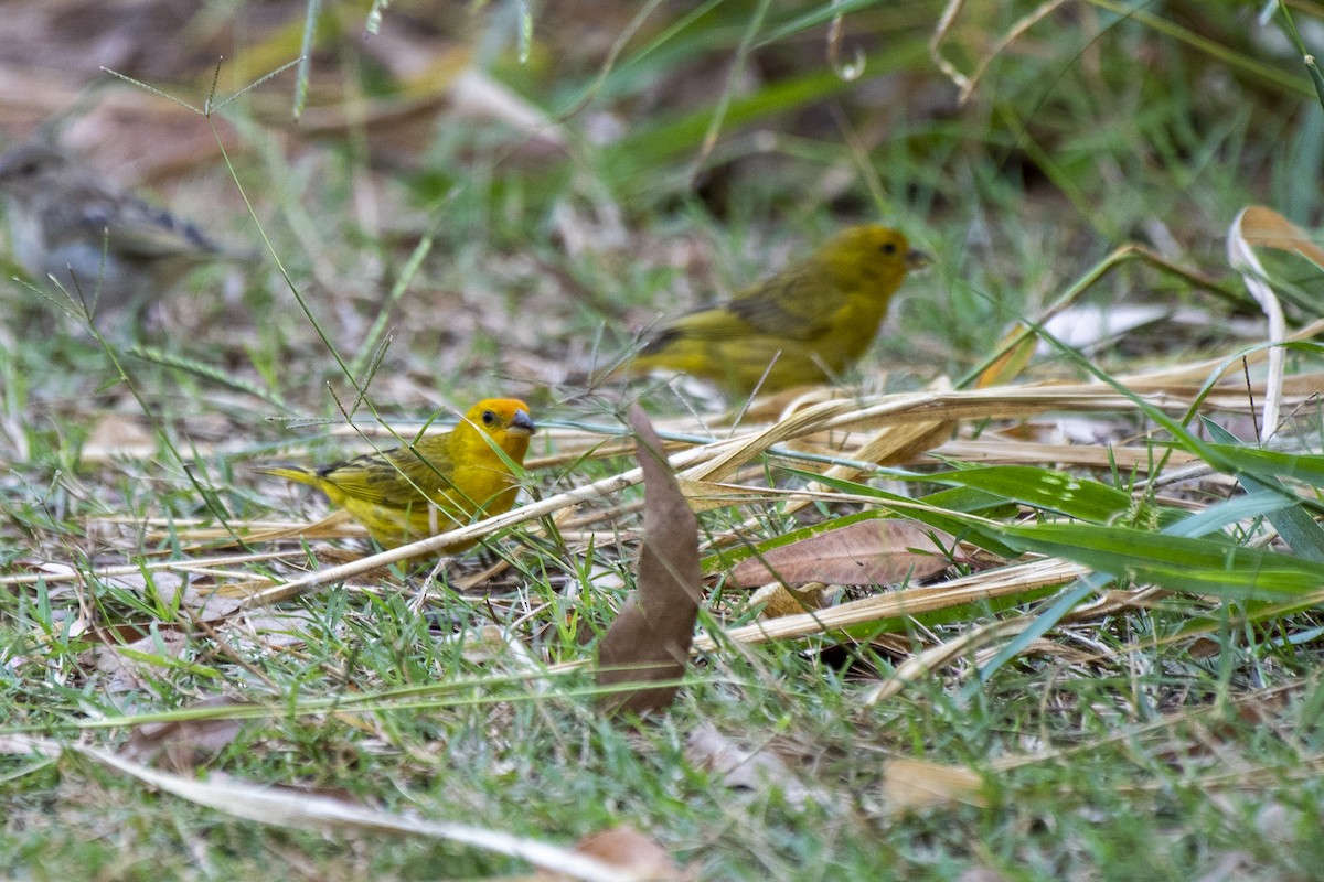 Saffron Finch - Luiz Carlos Ramassotti