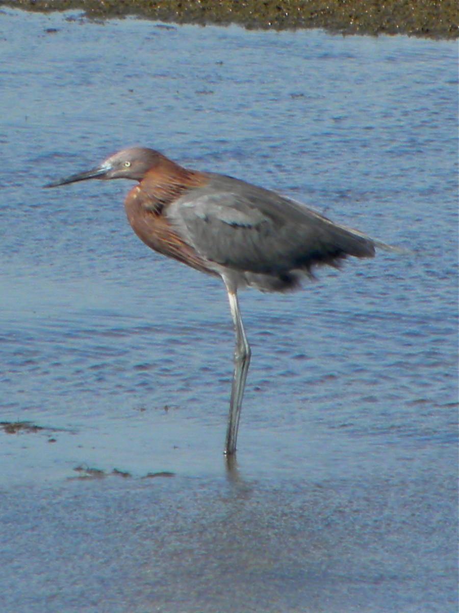 Reddish Egret - Anonymous