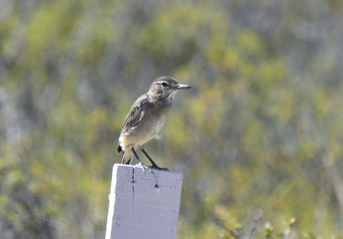 Gray-bellied Shrike-Tyrant - ML418278561