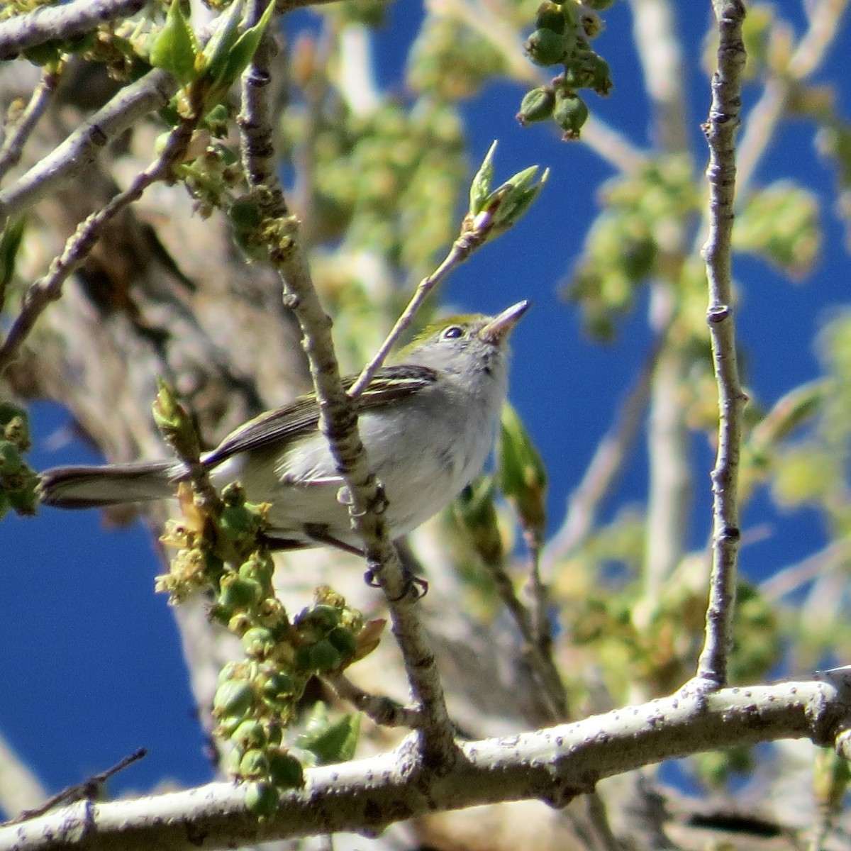 Chestnut-sided Warbler - ML418280201