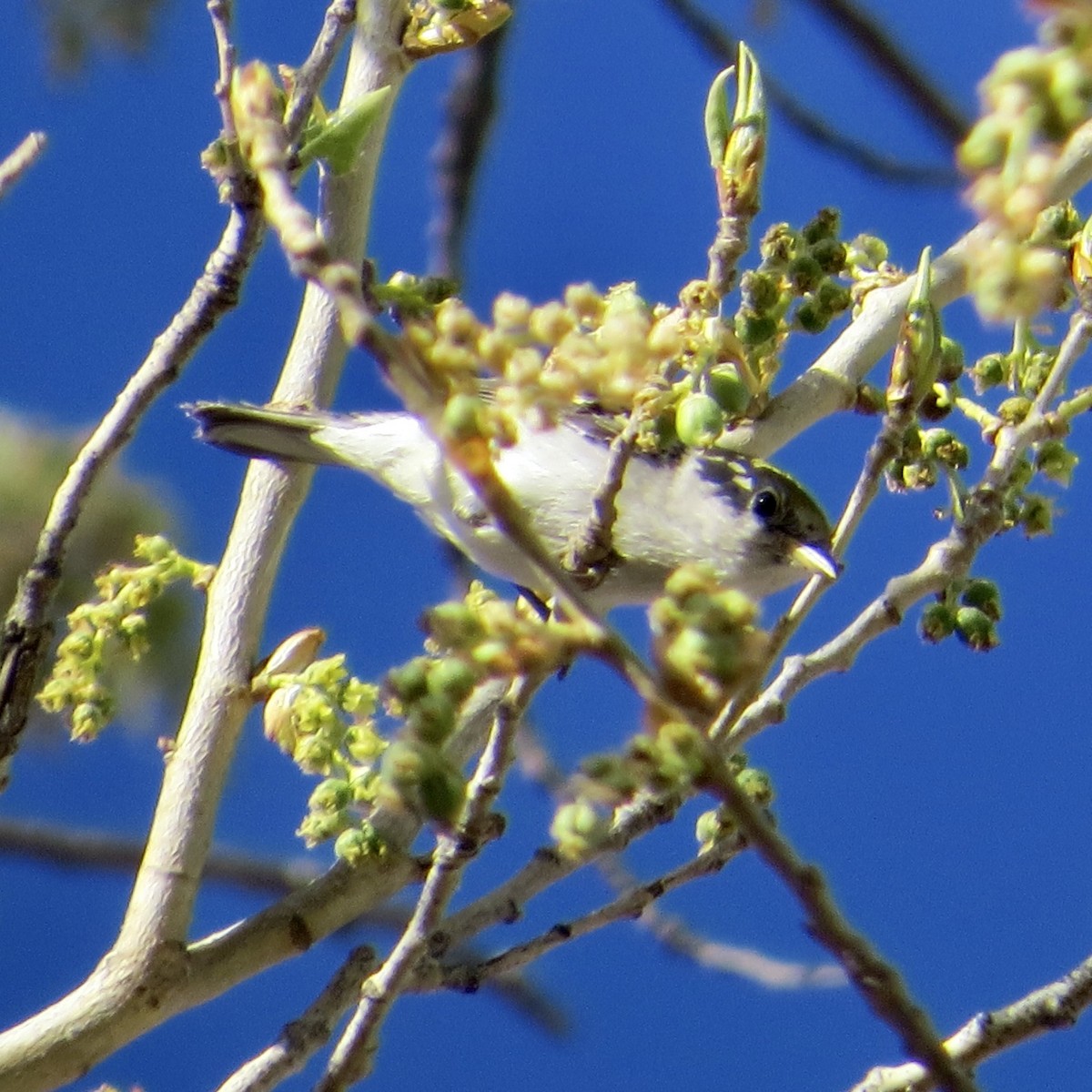 Chestnut-sided Warbler - ML418280211