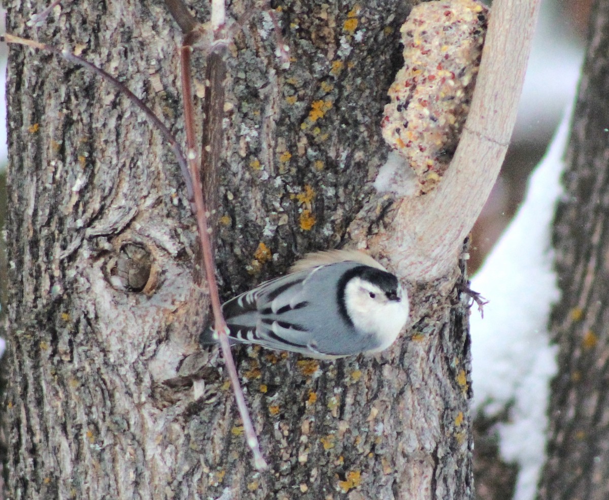 White-breasted Nuthatch - ML418280441