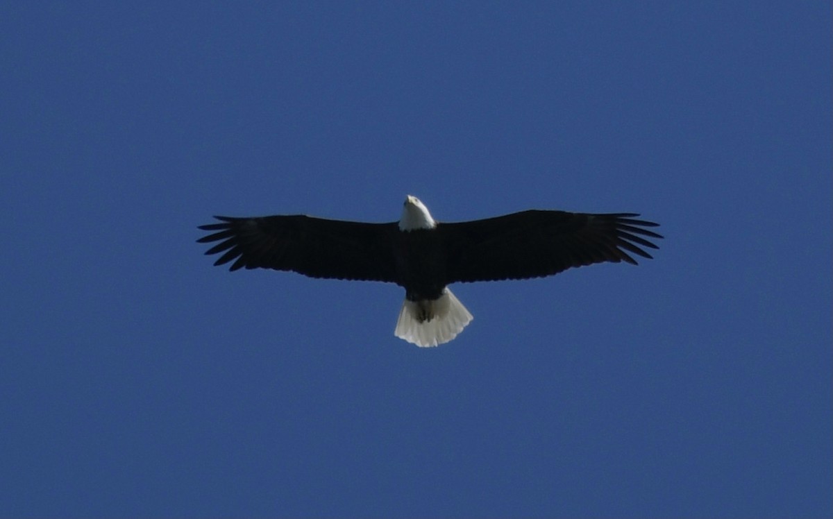 Bald Eagle - ML418280621