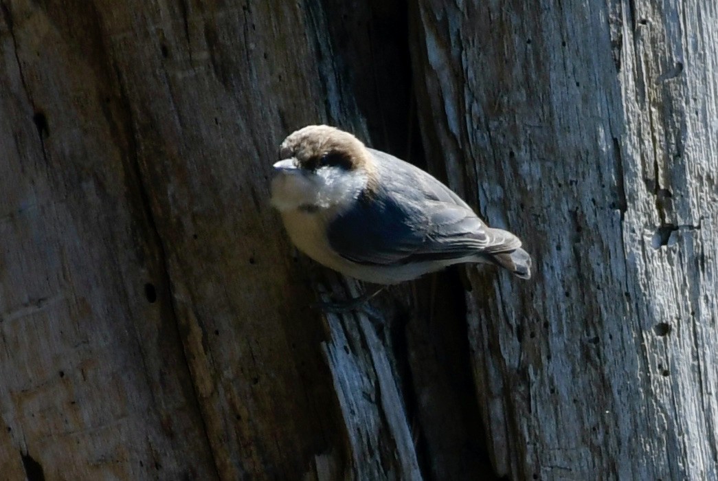 Brown-headed Nuthatch - ML418280781