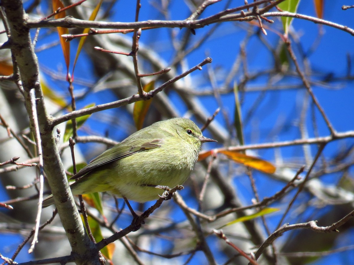 Orange-crowned Warbler - ML418281141