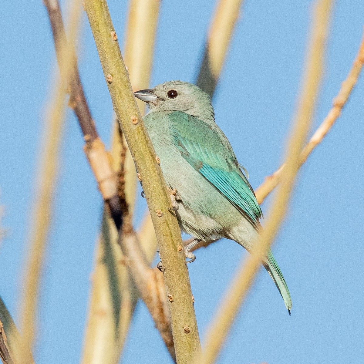 Blue-gray Tanager - Rafael Rodríguez Brito