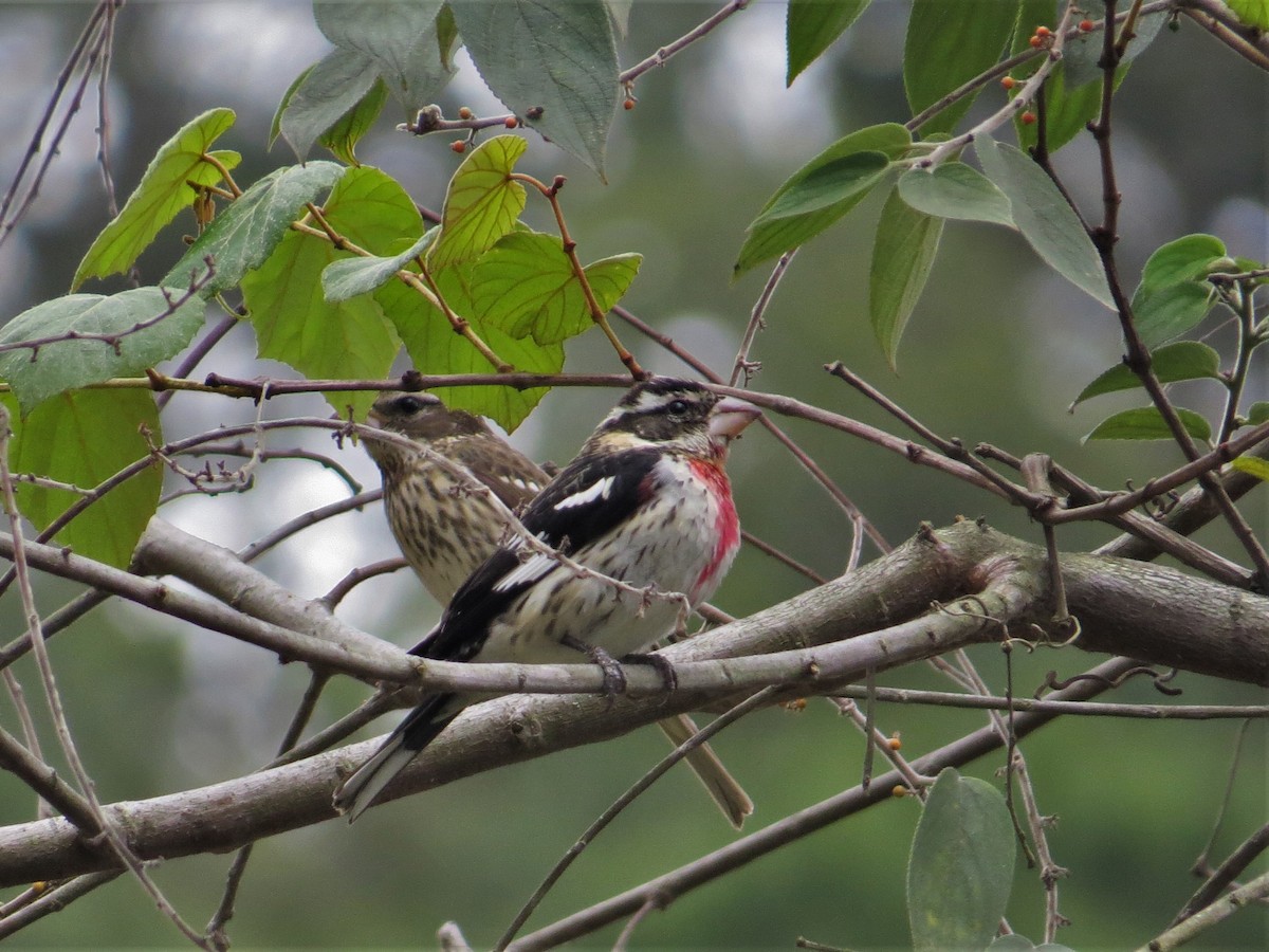 Rose-breasted Grosbeak - Helder Perez