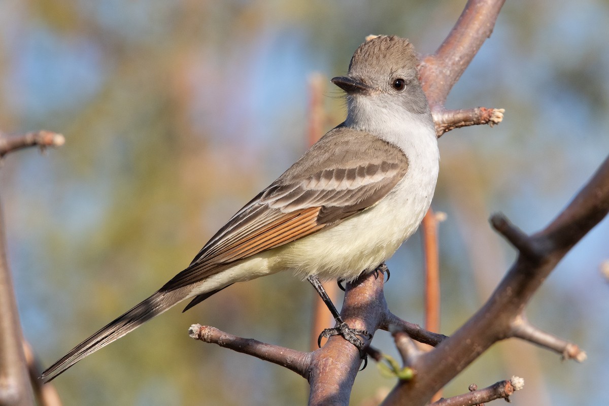 Ash-throated Flycatcher - Rafael Rodríguez Brito