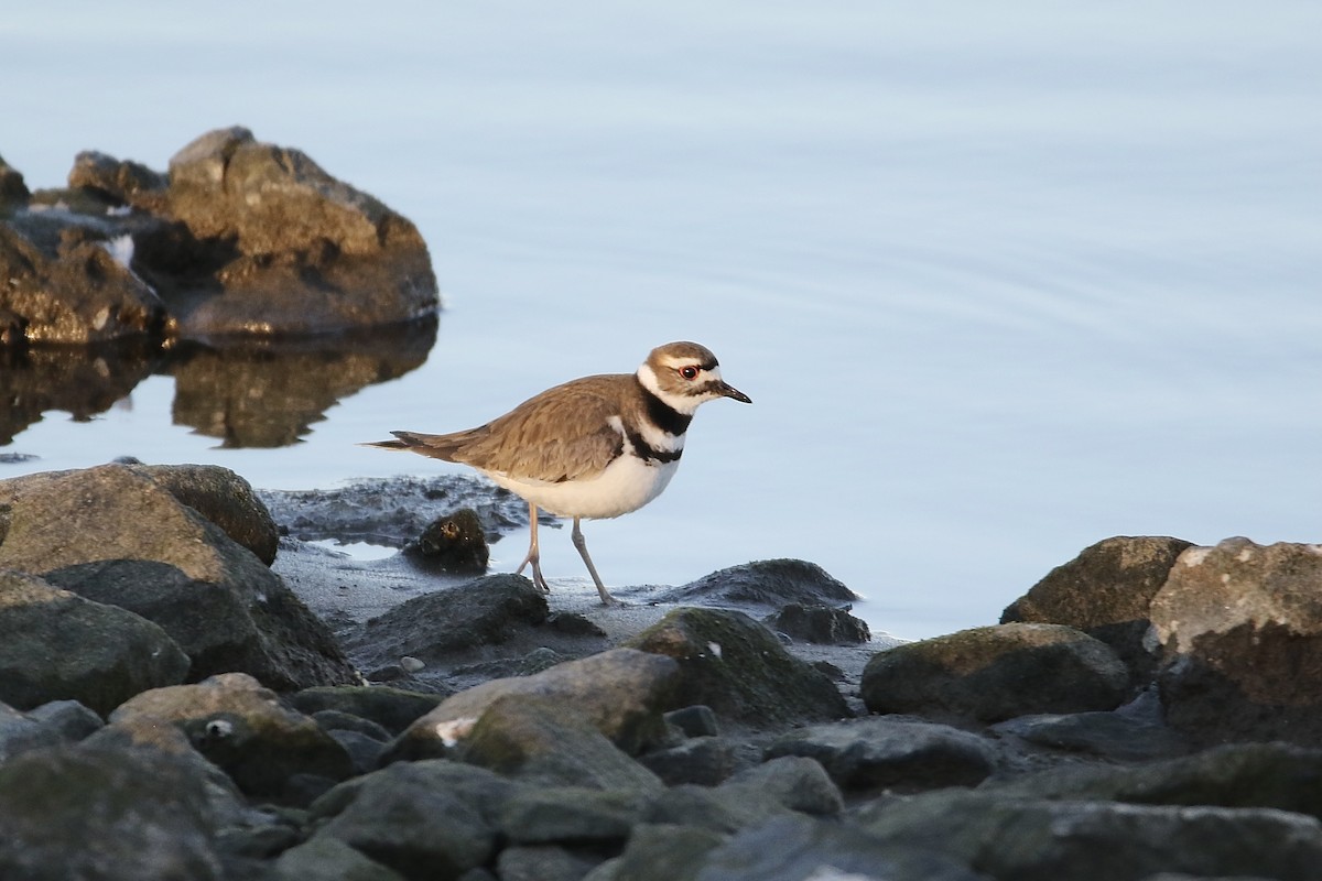Killdeer - ML418283691
