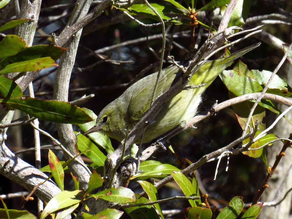 Orange-crowned Warbler - ML418284581