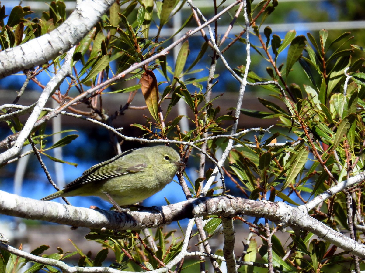 Orange-crowned Warbler - ML418287401