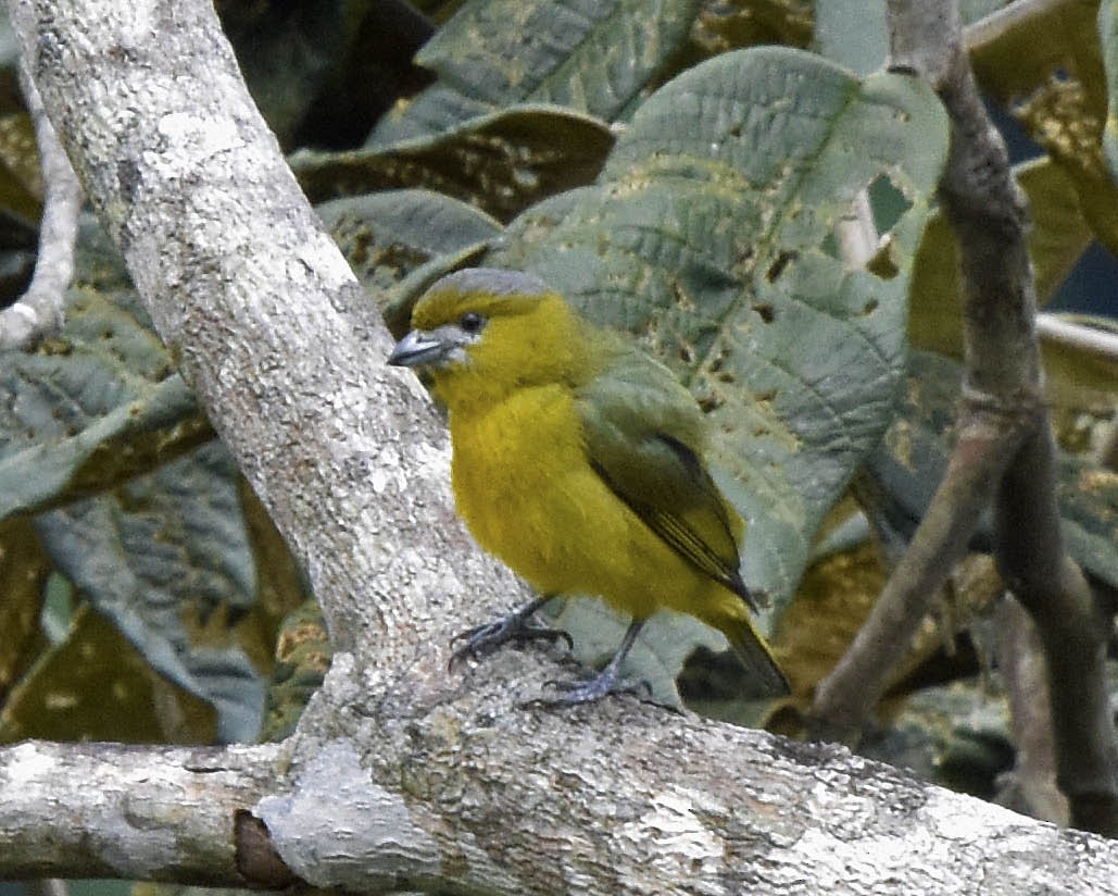 Golden-bellied Euphonia - ML41828791