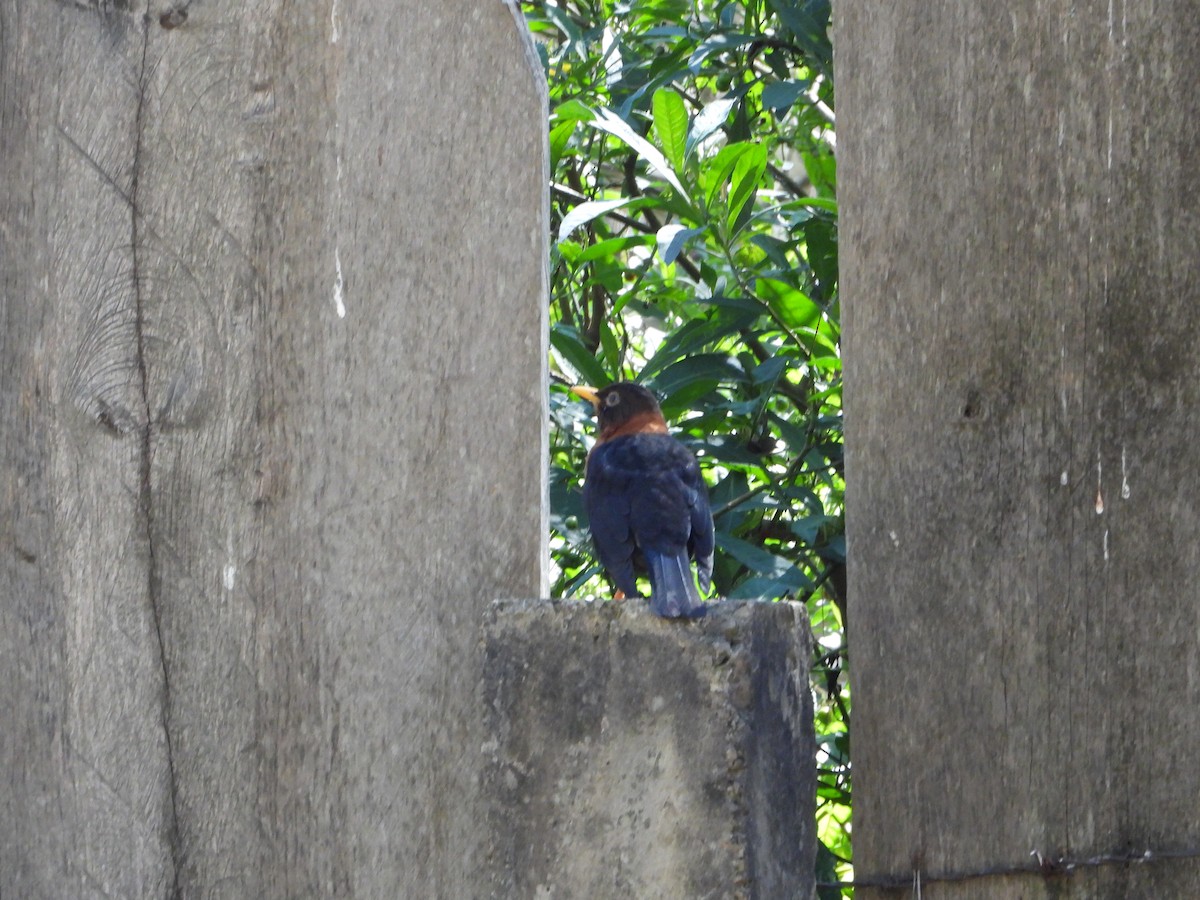 Rufous-collared Robin - ML418289321