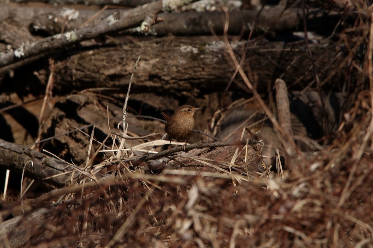 Winter Wren - ML418290521