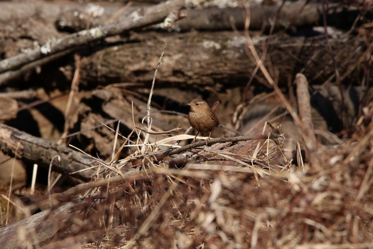 Winter Wren - ML418290531