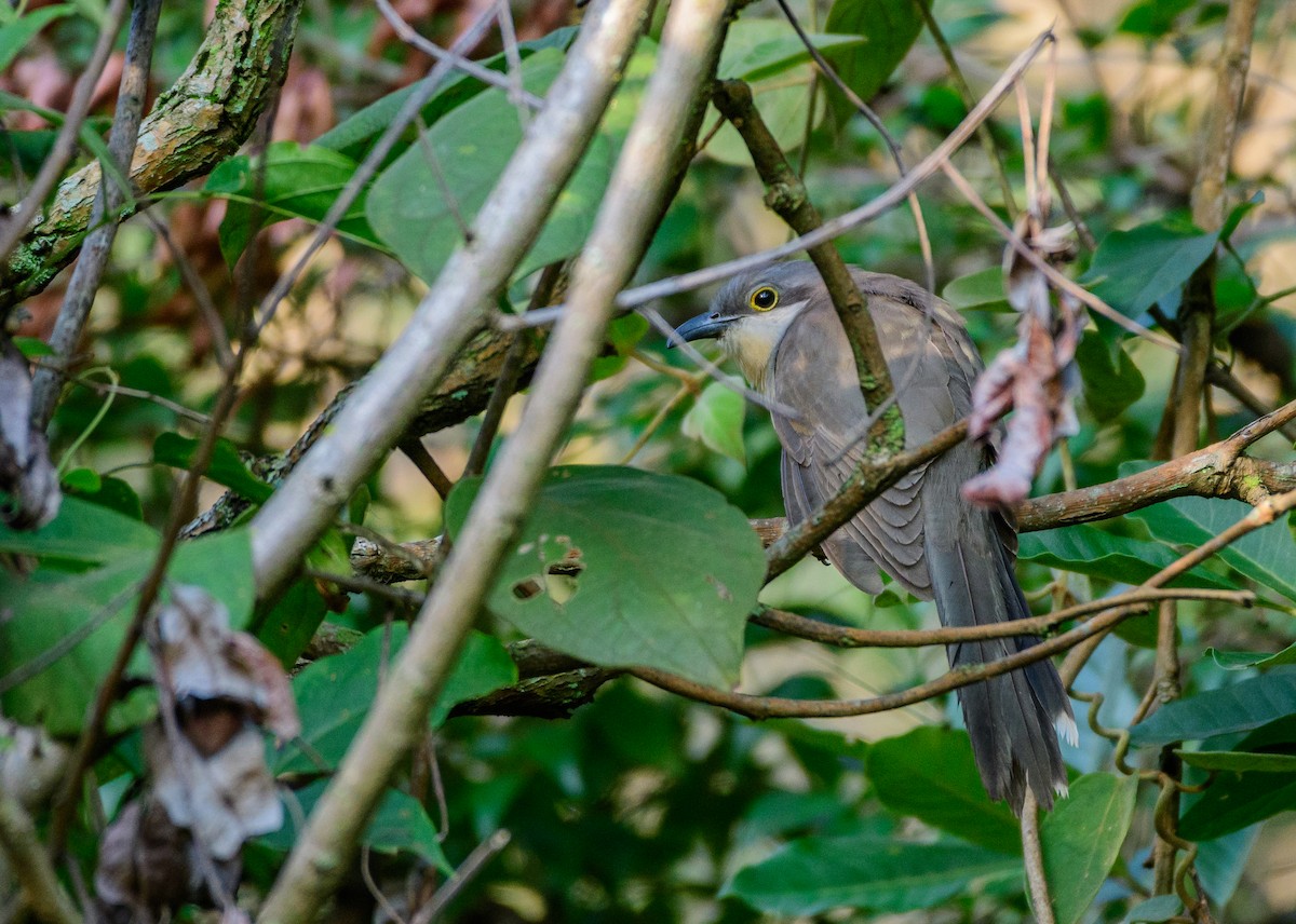 Dark-billed Cuckoo - David Carmo