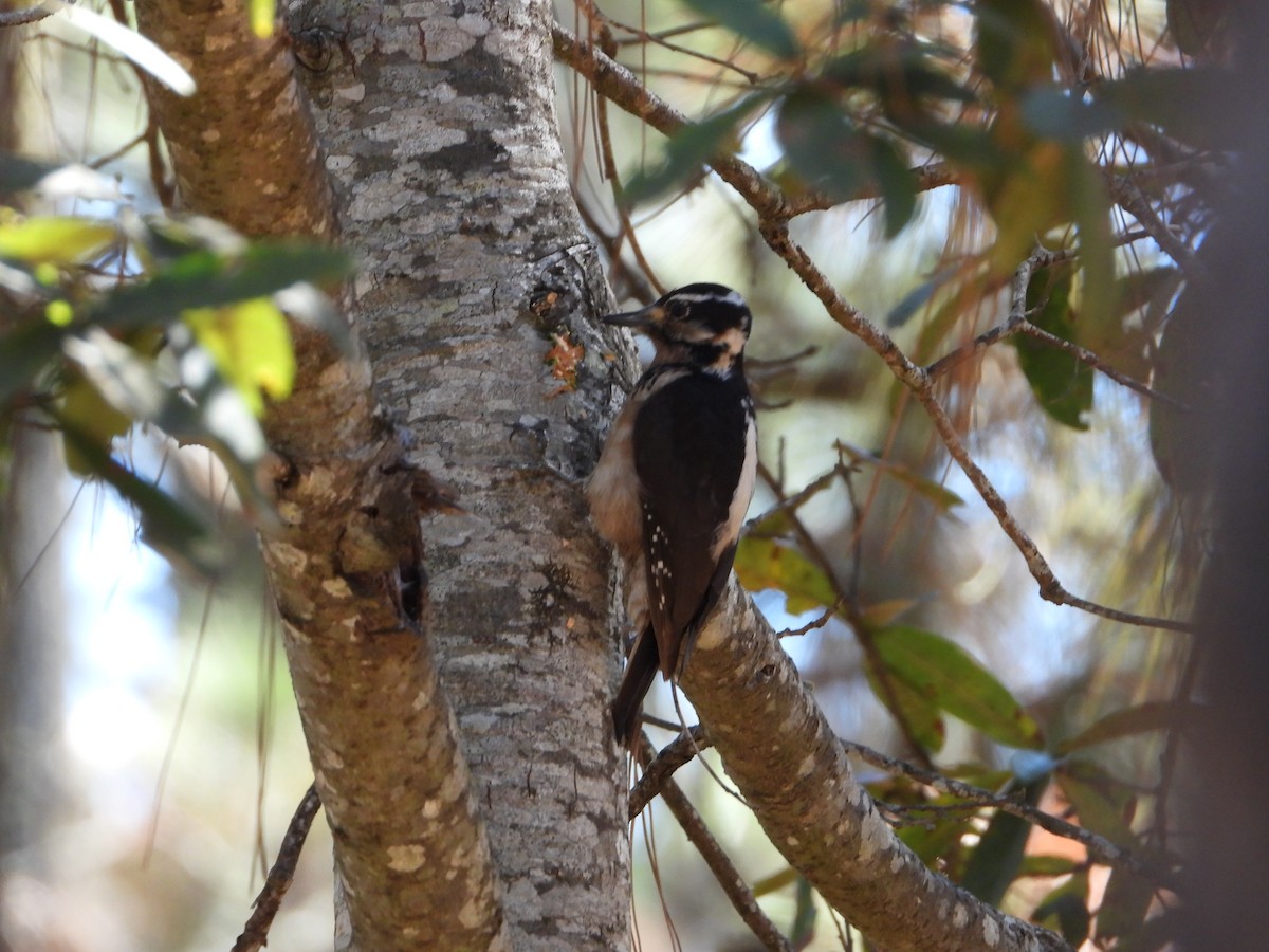 Hairy Woodpecker - ML418291641