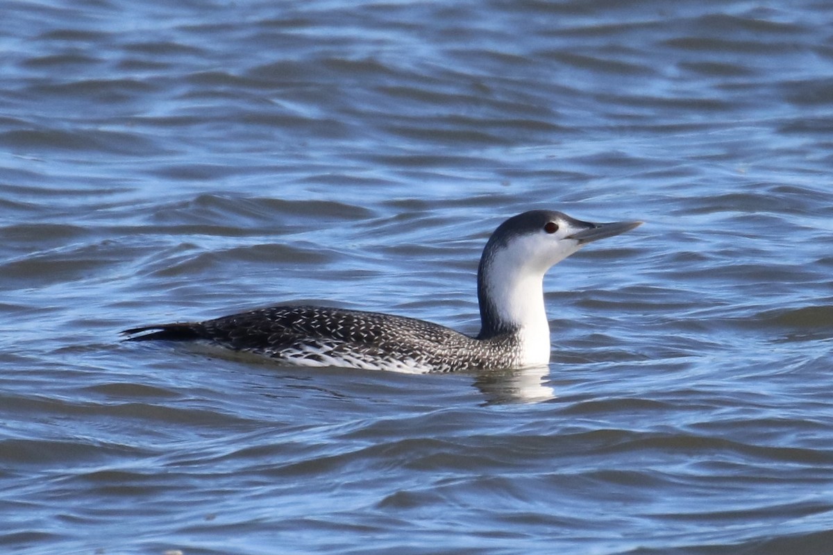 Red-throated Loon - Kelly Krechmer