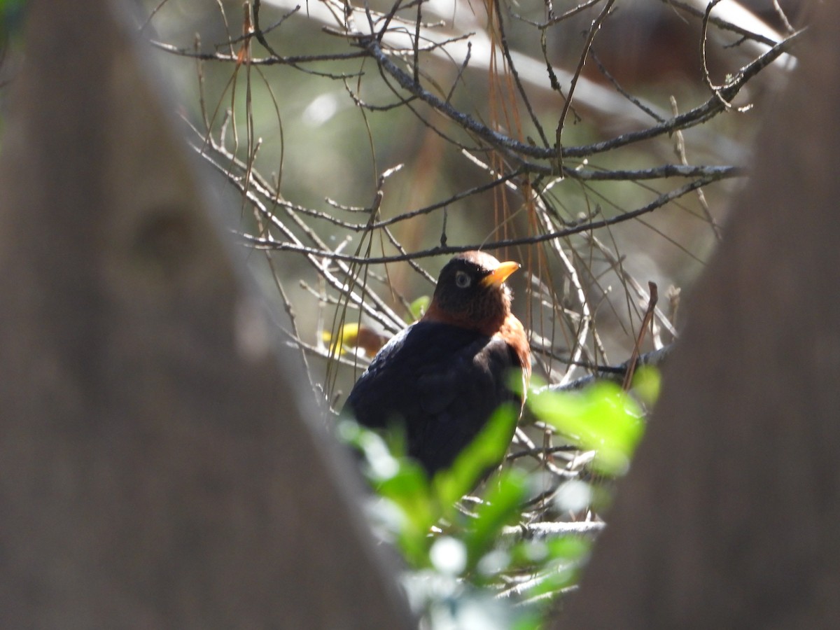 Rufous-collared Robin - ML418292461