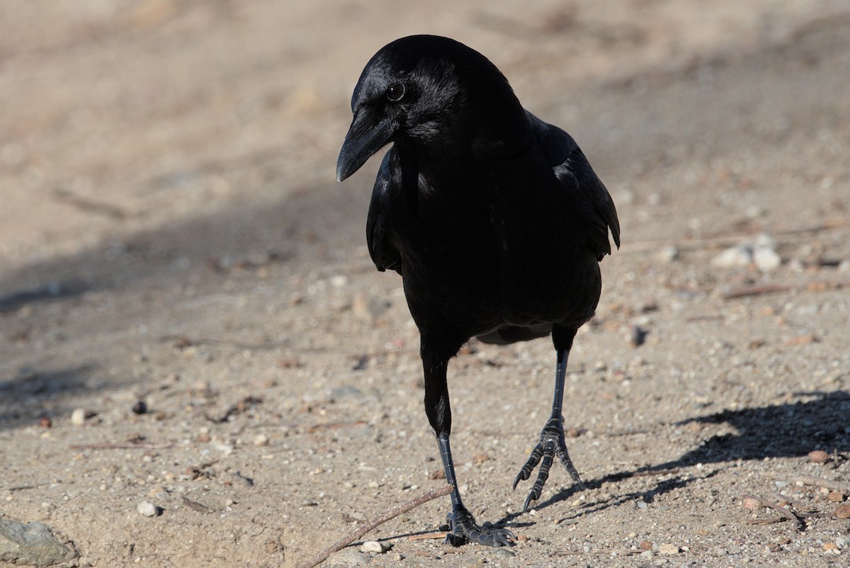 crow/raven sp. - Mike Marin
