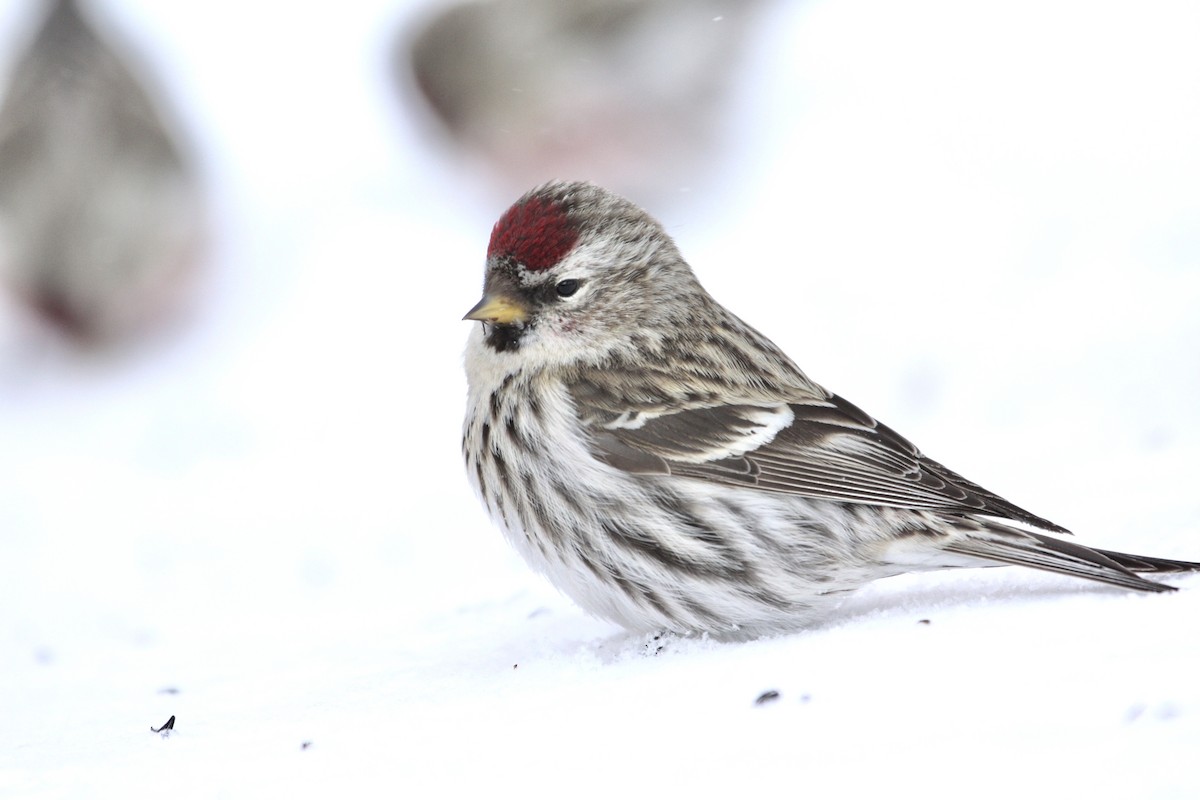 Common Redpoll (flammea) - ML418292891