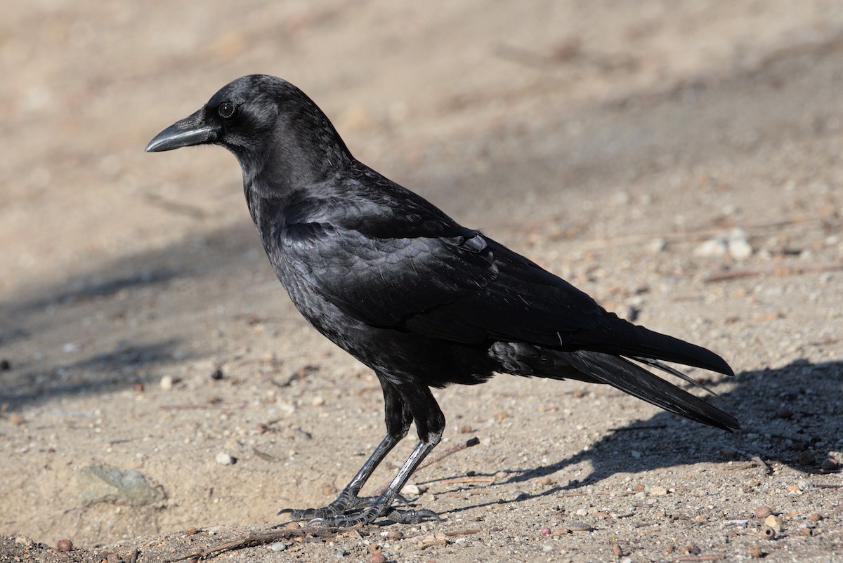 Corvus sp. - ML418292941