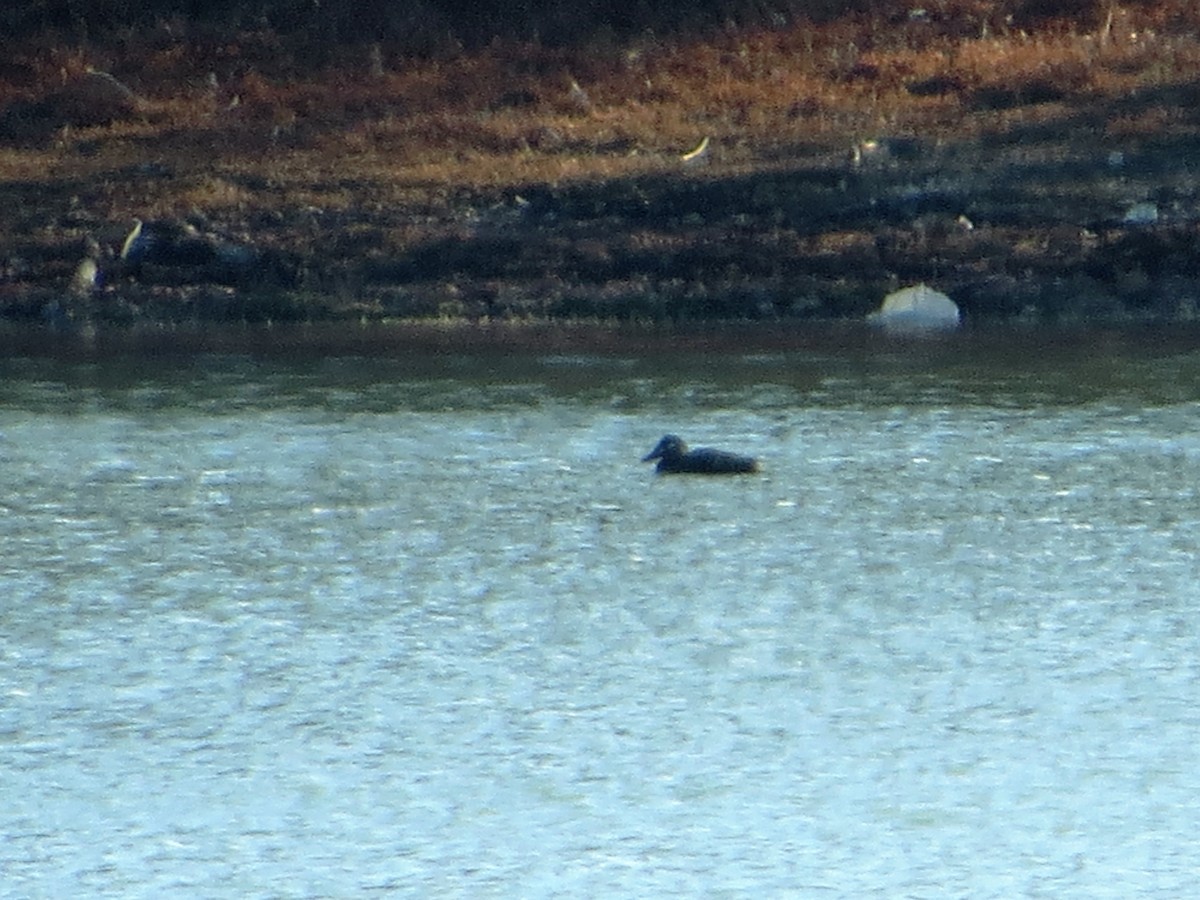 Surf Scoter - Alan Boyd