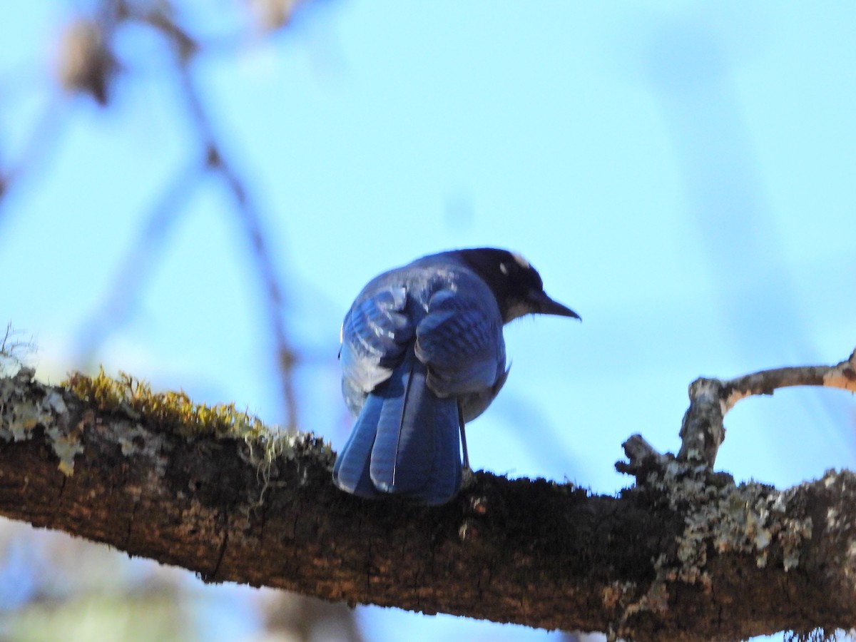 Steller's Jay - ML418293891