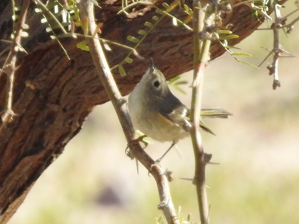 Ruby-crowned Kinglet - Michael Dolfay