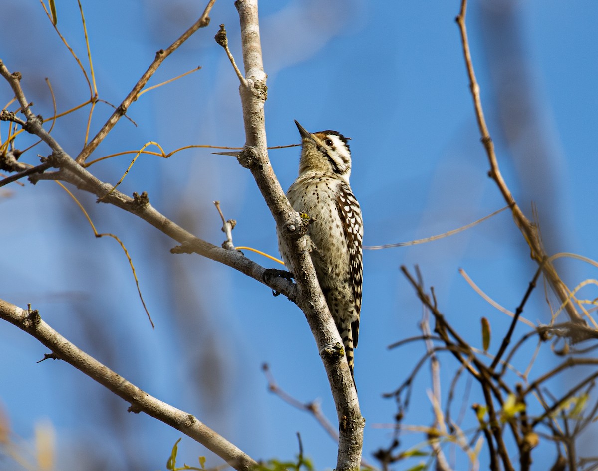 Ladder-backed Woodpecker - Will Hofacker
