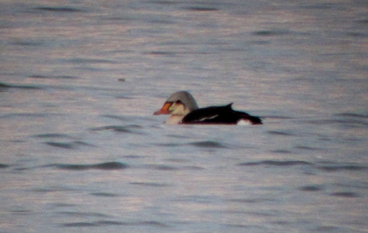 King Eider - ML41829751