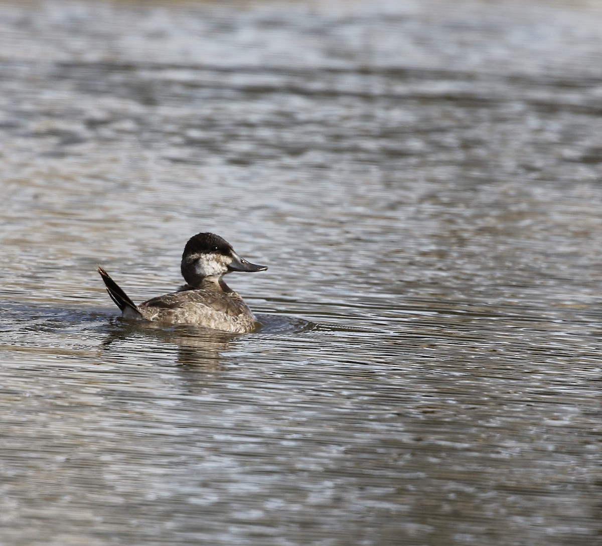 Ruddy Duck - ML418299091