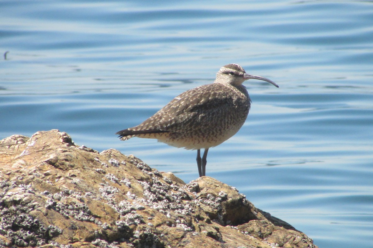 Regenbrachvogel - ML418299901