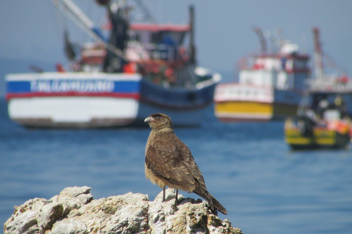 Caracara chimango - ML418300011